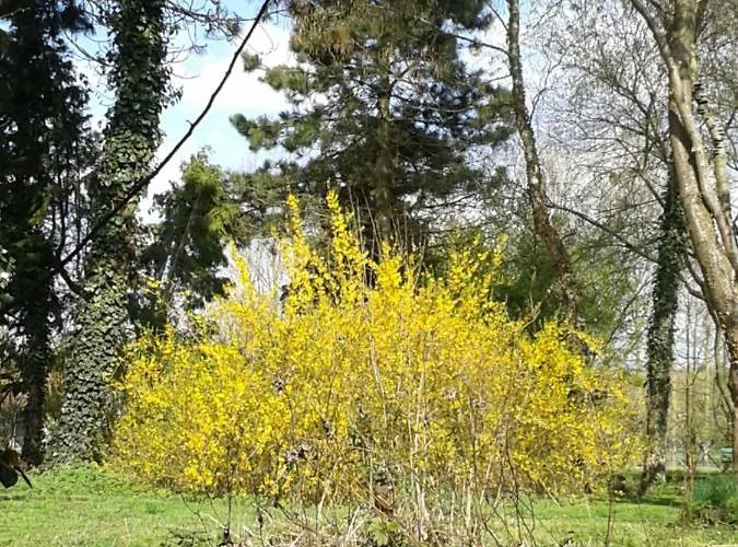 La Petite Chartreuse * Domvast